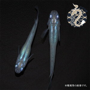 メダカ めだか しずく 1ペア ペット 観賞魚 生体 品種改良メダカ アクアリウム 成魚 青 ミジンコ
