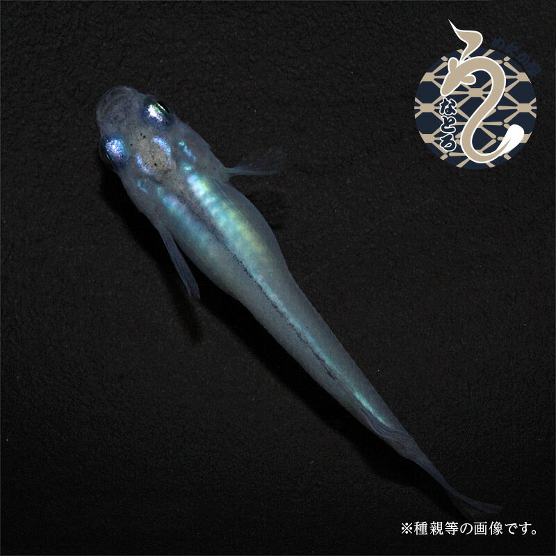 ����� ����� ������ 1�ڥ� �֥롼 ���� ���� �ĥ���� �ڥå� �Ѿ޵� ���� ������ڥ� �ʼ���ɥ���� ���襤�� ��� ����������� �������ꥦ�� ���� �� ø��� �Ѿ޵� �ߥ��� ��������� ���� ��ŷ �Ծ� ��������� ��������� ��������� �Ѿ���