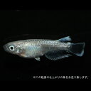 メダカ めだか エンゼル 3ペア 熱帯魚 ペット 改良 メダカペア 観賞魚 生体 品種改良メダカ アクアリウム 改良メダカ 成魚 きれい メダカ成魚 販売 観賞用 めだか販売 メダカ成魚(4)