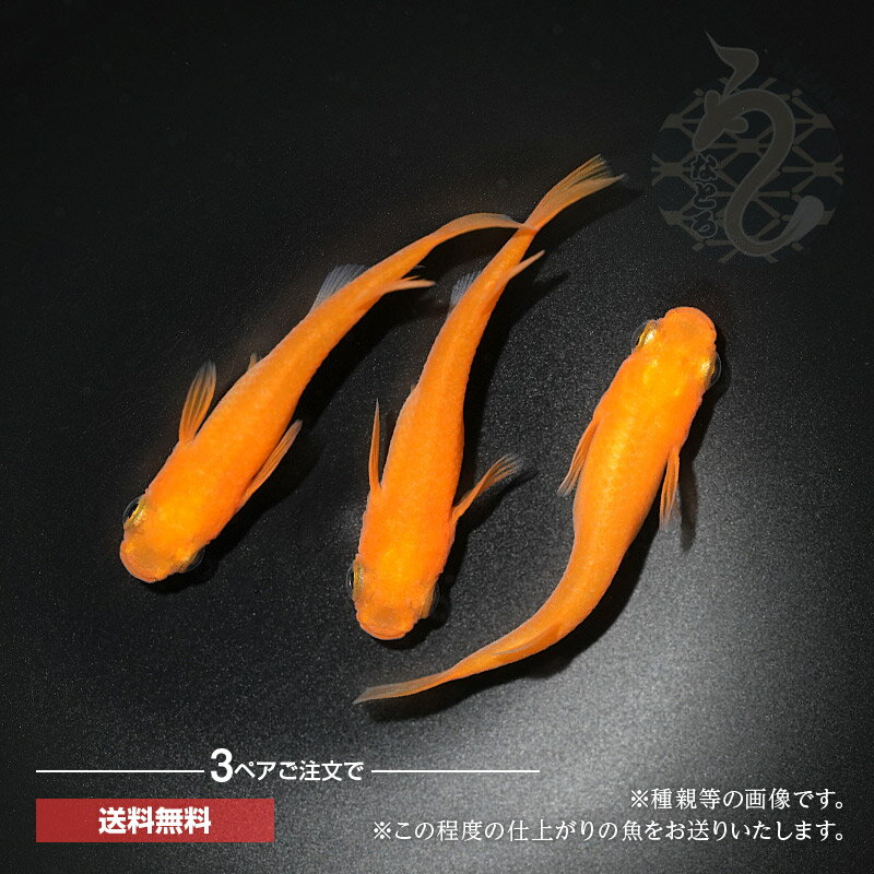 メダカ めだか 大和紅帝 1ペア ペット 改良 観賞魚 大和 紅帝 生体 赤メダカ メダカ通販 赤 品種改良メダカ アクアリウム 成魚 めだか生体 赤橙 メダカ赤 販売 改良メダカ 淡水魚 淡水 高級 ペア 高級メダカ メダカ販売 観賞用 飼育用 めだか販売のサムネイル