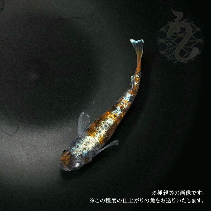 メダカ めだか 朱光菊 1ペア 販売 ペット 観賞魚 生体 品種改良メダカ 改良めだか 高級 希少 種 レア 淡水魚 観賞用 貴重 ペア アクアリウム 成魚 めだか販売 飼育 送料無料 高級メダカ 飼育用 その1