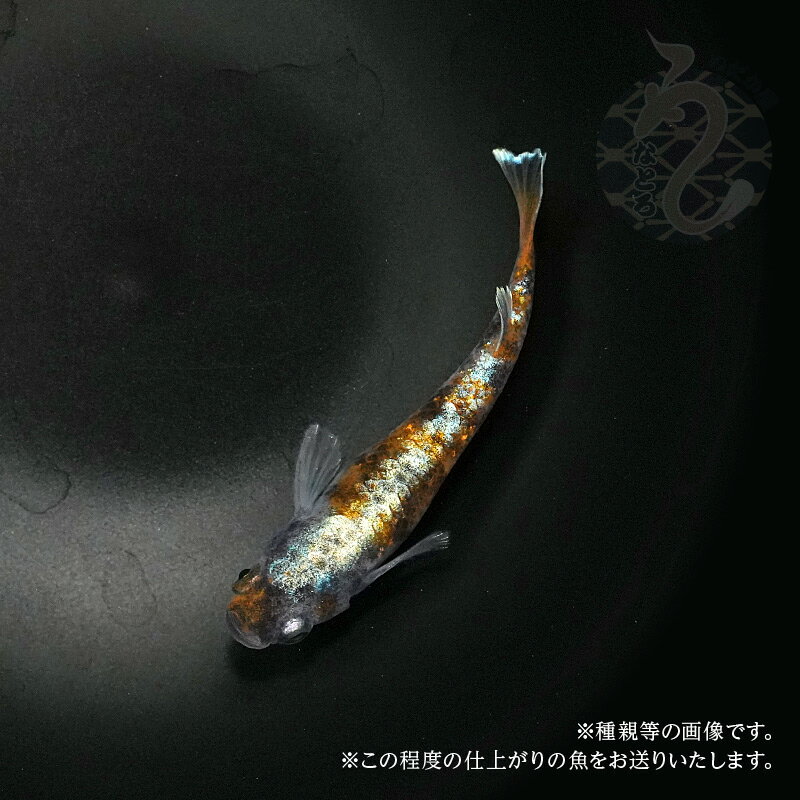 メダカ めだか 朱光菊 3ペア 販売 ペット 観賞魚 生体 品種改良メダカ 改良めだか 高級 希少 種 レア 淡水魚 観賞用 貴重 ペア アクアリウム 成魚 めだか販売 飼育 送料無料 高級メダカ 飼育用