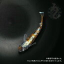 メダカ めだか 朱光菊 1ペア 販売 ペット 観賞魚 生体 品種改良メダカ 改良めだか 高級 希少 種 レア 淡水魚 観賞用 貴重 ペア アクアリウム 成魚 めだか販売 飼育 送料無料 高級メダカ 飼育用 その1