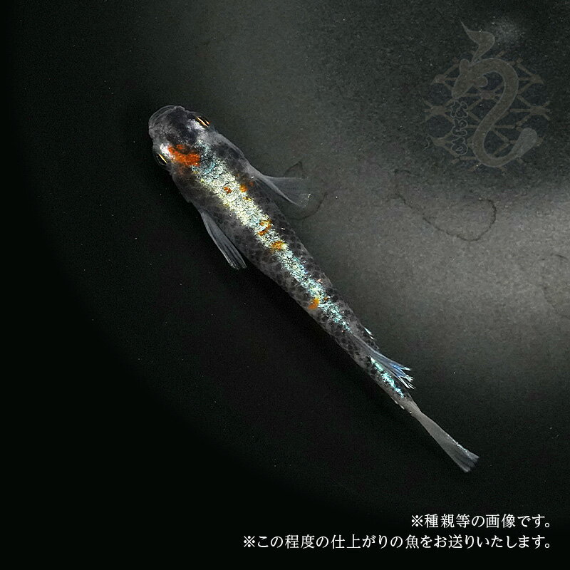 メダカ めだか 朱光菊 3ペア 販売 ペット 観賞魚 生体 品種改良メダカ 改良めだか 高級 希少 種 レア 淡水魚 観賞用 貴重 ペア アクアリウム 成魚 めだか販売 飼育 送料無料 高級メダカ 飼育用 2