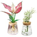 【本日限定!最大5%OFF対象】 geneX ハイドロカルチャー 水耕栽培 観葉植物 育成キット 透明 プラスチック ポット (フラスコ型) 2セット