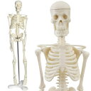【Gran Roi】人体模型 骨格模型 45cm 1/4モデル 人形 骨格標本 がいこつ ハロウィン