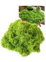 S.fields.inc 人工苔 100g 盆栽 フェイクモスグリーン 鉢植え 庭園 造花 観葉植物 模型 ジオラマ