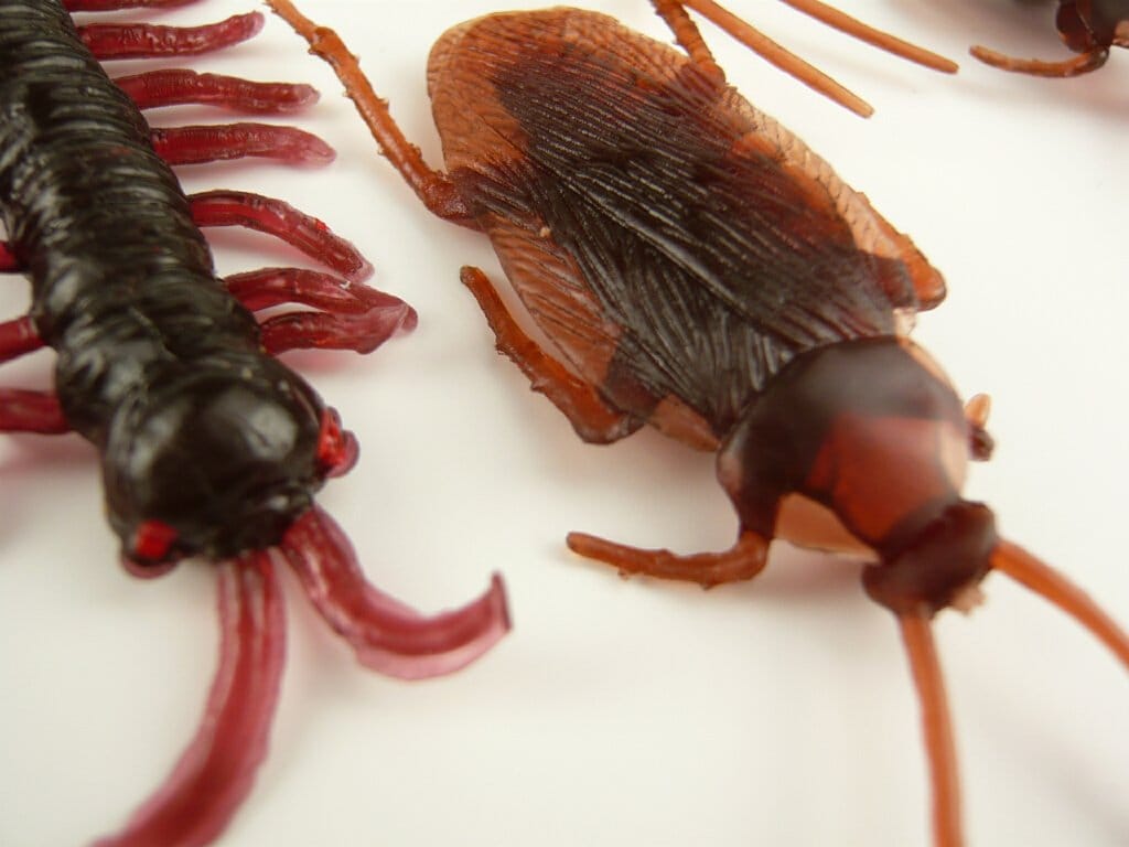 オリジナルパッケージ いたずらグッズ ジョークグッズ むかで5匹 ごきぶり30匹 ゴ...