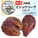 里山めだか マジックリーフ モモタマナ 国産 水質改善 ベタリーフ ベタ メダカ 軟水葉 水槽 レイアウト ブラックウォーター めだかのベッド