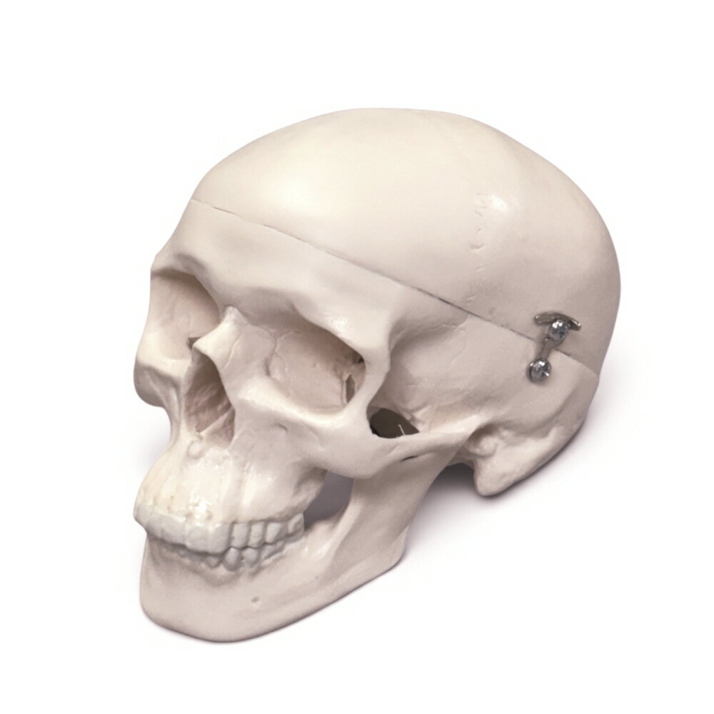 3Bミニスカル 1/2頭蓋骨模型 A18/15 3分解　並行輸入品