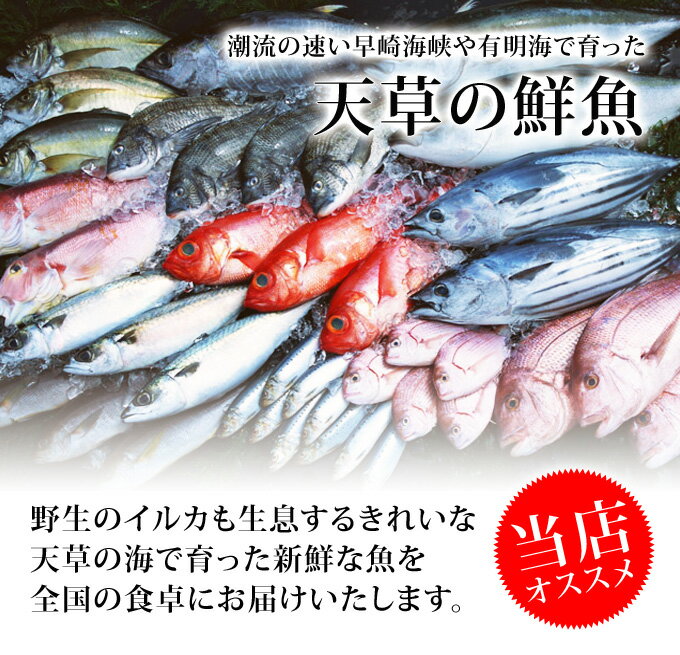 【送料無料】天草天然魚介類詰合せ