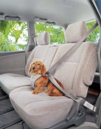 車内で愛犬の体を安全に保つためのハーネスペットセーフティハーネスPDH-S