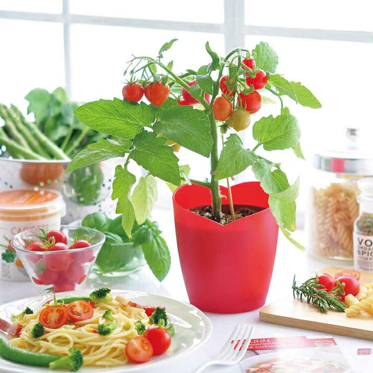 栽培キット 室内 ミニトマト ハートブレーカー 栽培セット 野菜栽培キット 家庭菜...
