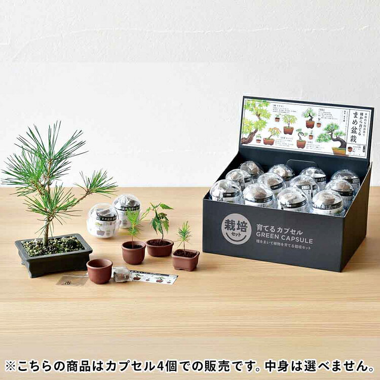 ゆにでのこづちの【4個セット】 ミニ盆栽 もみじ 黒松 ケヤキ 赤松 手のひらサイズ ランダム カプセル 盆栽 盆栽セット 盆栽キット 栽培キット お土産 プレゼント ギフト おしゃれ 植物 松 モミジ 育てるカプセル まめ盆栽 聖新陶芸 GD-954 *｜アングル2