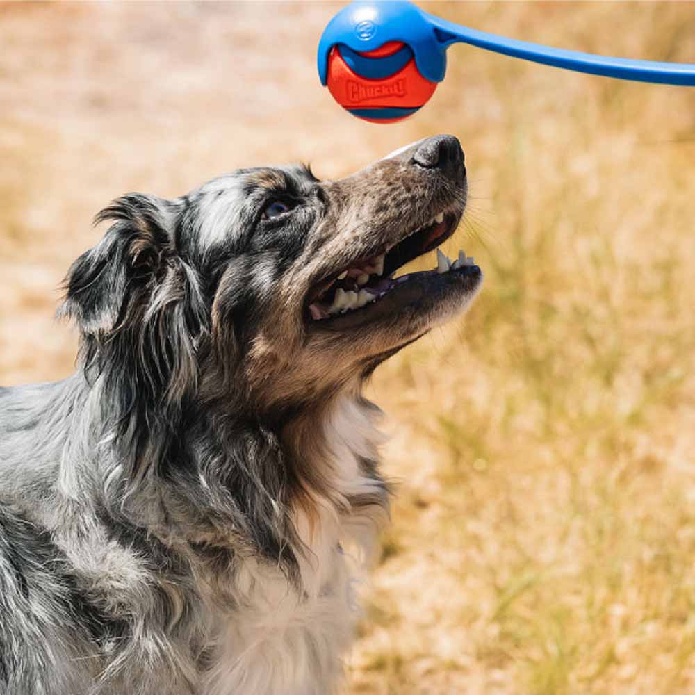 �����400�ߥ����ݥ����㥭�å� ��Chuckit���� ���ݡ��� �ܡ�������㡼 18M 06800D�ڥå� �ڥå����� �� ���� �ܡ���ͷ�� ���ѥܡ��� ����ʤ� �����ȥ쥹��� �ɥå���� �ƥ��å������㡼