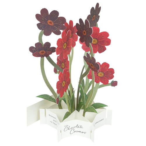 グリーティングライフ ブルーミングカード チョコレート コスモス KE-53 多目的