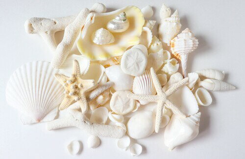 貝殻セット 天然素材 白 インテリア巻貝 シャコガイ ヒトデ