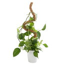 観葉植物 支柱 30cm モンステラ 支柱 園芸支柱 自由に曲げる 植物サポートフラワースタンド ガーデニング用 花ささえ コイアポール成長用 維持水分 養分維...