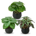 Villa Como インテリア グリーン フェイクグリーン 人工 観葉植物 フェイク 卓上 鉢植え 造花 テーブルデコレーション エアプランツ かわいい おし...