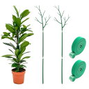 TVETE 植物サポート 園芸支柱 観葉植物用支柱 100cm プラントスタンド フラワーサポート 2点セット グリーン