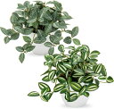 Villa Como フェイクグリーン インテリア グリーン ペペロミア 人工観葉植物 卓上 鉢植え 造花 エアプランツ おしゃれ かわいい オフィス プレゼン...