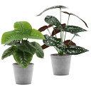 AOKKR 人工観葉植物 フェイクグリーン ベゴニア 2個セット 高さ30cm 造花 インテリア テーブル 玄関 窓側 リビング 棚 オフィス 飾り 葉っぱ ギ...