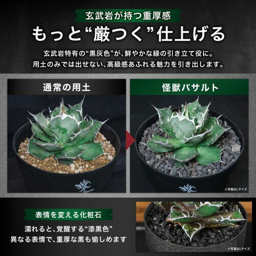 Kaiju Plant ���åХ���ȡò����� ���Ѻ� ���ø����ñ���� �ڲ��ɺ��¿�������̵����ӿ塦�ݿ���UP�å����� ¿�� ������ʪ���� (S(1~3mm))