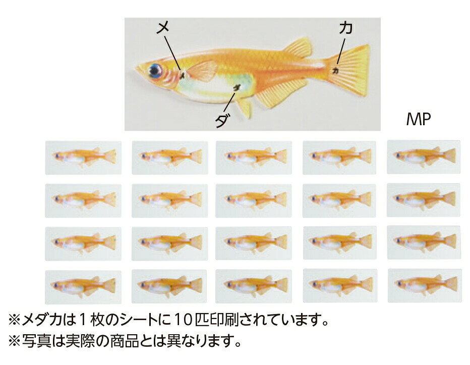 顕微鏡 練習用 プレパラートフィルム MP メダカ 20匹
