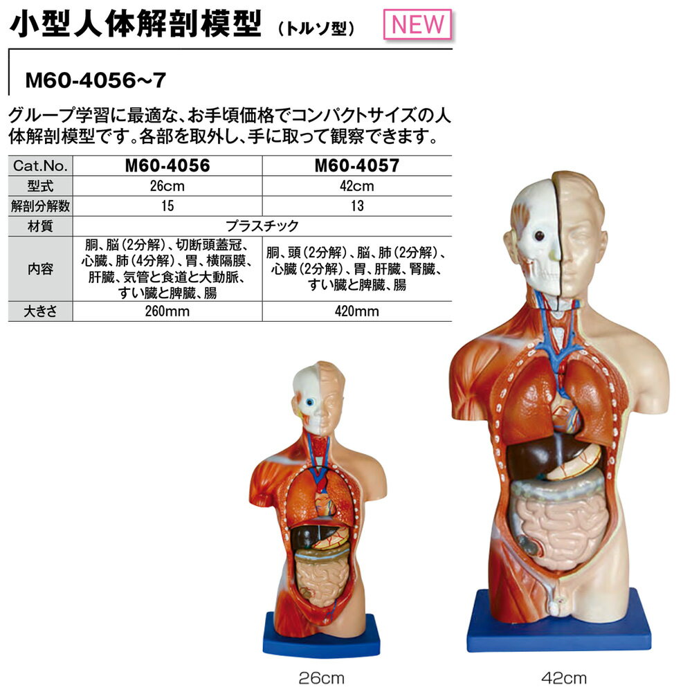 小型 人体解剖模型 トルソ型 42cm コンパ...の紹介画像2