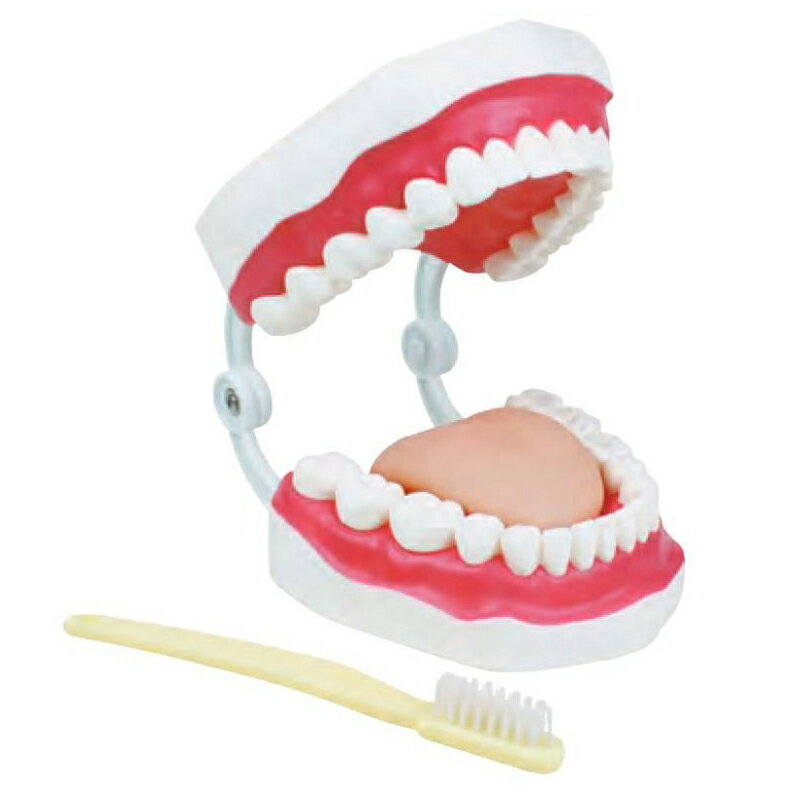 歯みがき指導用 大型 歯みがき 指導模型