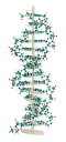 分子構造模型 モル タロウ DNAセット DNA-1