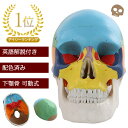 頭蓋骨模型 配色 済み 英語 解説 メーカー保証書 付属 sia004 【送料無料】の商品画像