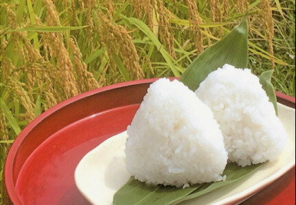 坂井神楽米 白米 5kg 新潟県 ギフト コシヒカリ 下越 令和7年産 棚田米