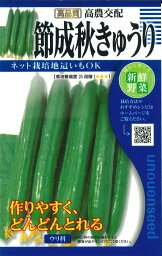 【交配節成秋きゅうり】(内容量1.5ml）秋まき　種　野菜　家庭菜園　タネ　（株）タカヤマシード　キュウリ　節成　地這い　濃緑色