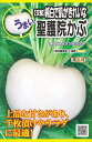 【交配聖護院かぶ】(内容量2ml）秋まき　種　野菜　家庭菜園　タネ　丸種（株）　カブ　大カブ　千枚漬け　肉質緻密　上品な甘み　煮食　浅漬け