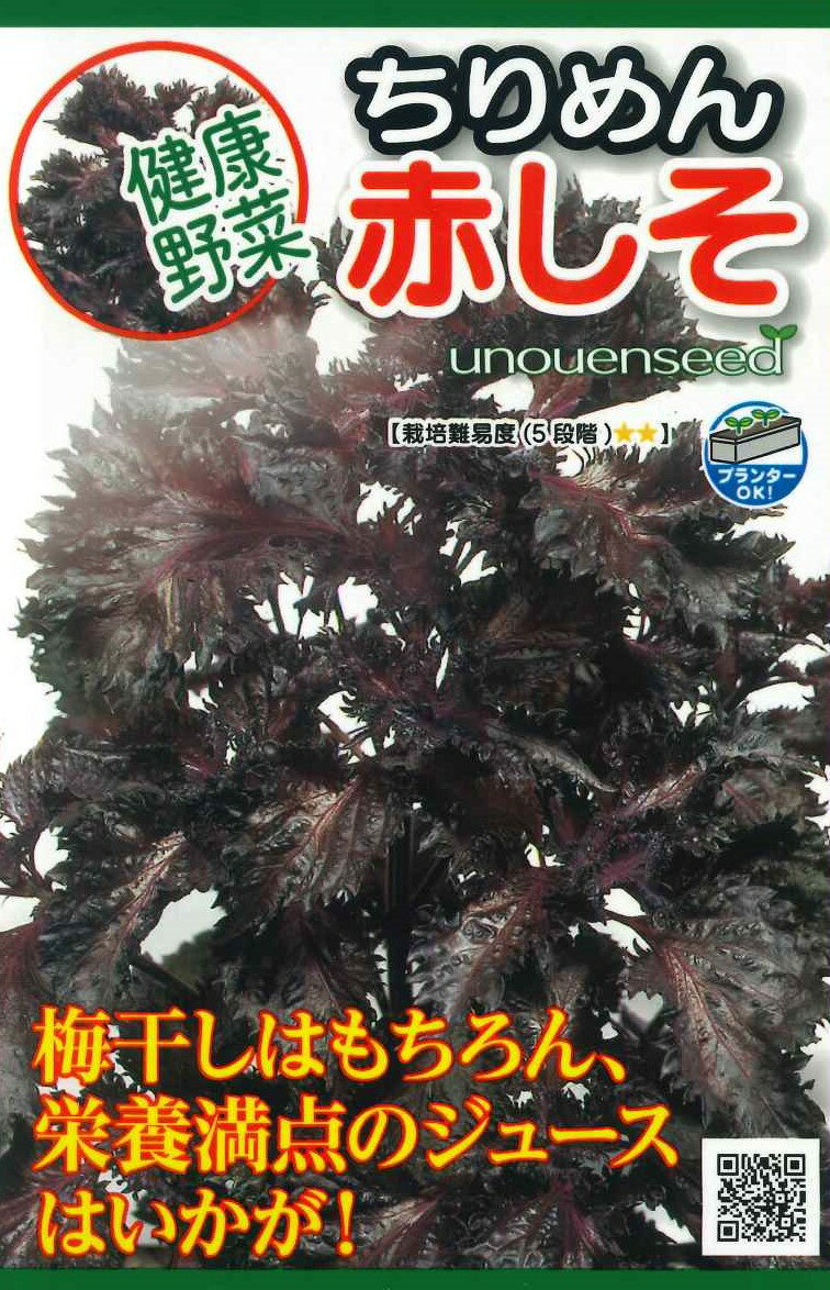 【ちりめん赤しそ】種 しそ 種子 春まき 野菜 タネ しそ 葉が縮れ 芽ジソ穂ジソはツマヤ薬味に 葉ジソは梅干しやしょうが漬けの色けに 健康やさい 固定種 在来種 家庭菜園 宇都宮農園 たね