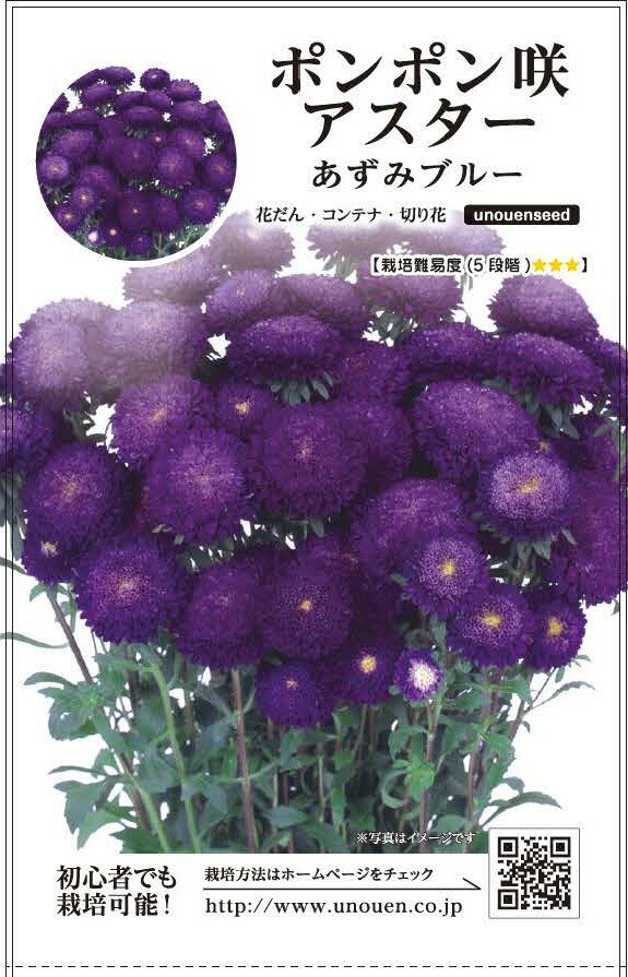 種　アスター　種子　花　春・秋まき　草花　タネ　あずみ　アスター　青色　ポンポン咲きアスター　ボリューム感抜群の大輪　サカタのタネ　切り花　鉢植え　花壇　ガーデニング　家庭菜園　宇都宮農園　たね