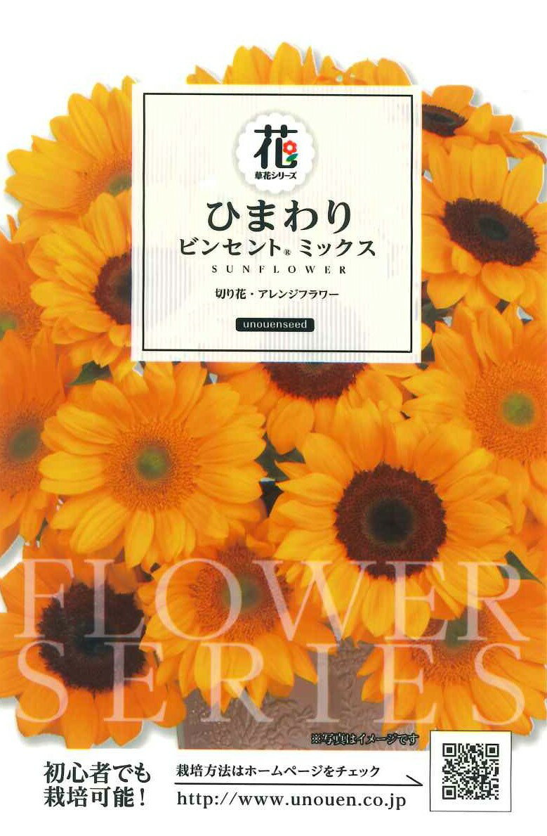 種　ひまわり　種子　花　春まき　タネ　草花　ヒマワリ　ビンセント　サカタのタネ　花粉が出ないので切り花やアレンジにおすすめ　ガーデニング　家庭菜園　宇都宮農園　たね