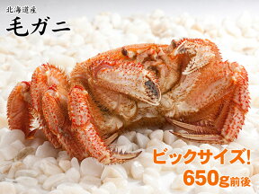 ボリューム満点！1尾約650gのビックサイズ毛ガニ！(北海道産)【毛がに・毛蟹・かに・カニ・蟹】