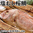 塩むし桜鯛 【生目方1.2キロ】 敬老の日 鯛 真鯛 桜鯛 おくいぞめ お食い初め おたべはじめ ギフト 贈物 タイ 無添加 国産 天然 鯛めし マダイ 天然鯛...
