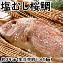 塩むし桜鯛 【生目方1.45キロ】 敬老の日 鯛 真鯛 桜鯛...
