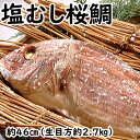 塩むし桜鯛 【生目方2.7キロ】 敬老の日 鯛 真鯛 桜鯛 おくいぞめ お食い初め おたべはじめ ギフト 贈物 お歳暮 たい タイ 無添加 国産 天然 鯛めし ...