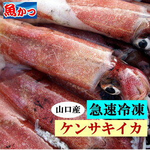 刺身 白いか 丸 冷凍 バラ凍結イカ刺し いか 塩辛 ケンサキイカイカ 刺身 とれたて 剣先イカ白イカ 刺し身活 イカ 凍眠 急速冷凍いか ソーメン約1kg お刺身 5-6人前山口県産 赤いか アカイカ山口 けんさきいか