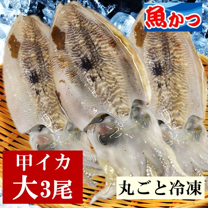 いか 甲いか 丸イカ 冷凍 刺身用 コウイカ大サイス1.5kg(3尾入)丸の状態 こういか スミイカ ハリイカコウイカ 活き〆いかさし さしみ刺身 イカ刺身 山口県産イカ 生　急速冷凍 いか刺し身 イカ身 イカ墨 内臓付き