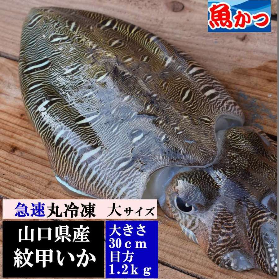 【ポイント5倍】いか 大サイズ 約1.2kg 刺身6‐8人前山...