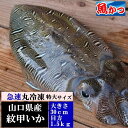 特大サイズ 約1.5kg 刺身10人前山口産 紋甲イカ 冷凍肉...