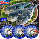 ふぐ刺し 1人前 3皿 冷蔵リーズナブル ふぐ 刺身お得 小皿 とらふぐ セット送料無料 自宅用 ふぐ セット魚屋が作る ふぐさしみ セット河豚 ふぐさし トラフグてっさ、とらふぐ刺身父の日 お刺身