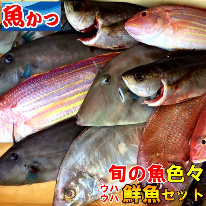 ウハウハ ぎょえーっ！鮮魚セット 送料無料旬の 鮮魚 詰め合わせ焼き魚,煮つけ,刺身山口県の旬の地魚詰め合わせ美味しい 魚 お 取り寄せ瀬戸内海 刺身