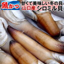 白みる貝1kg【送料無料】お刺身3-4人前シロミル貝、白ミル貝貝 海鮮 貝 刺身
