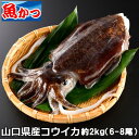 冷蔵 活き 〆 コウイカ約2キロ（4-6尾）送料無料 山口産甲イカ スミイカ ハリイカこういか 刺身 イカ刺身 活イカ 生 いか刺し身 いかさし イカ 刺身